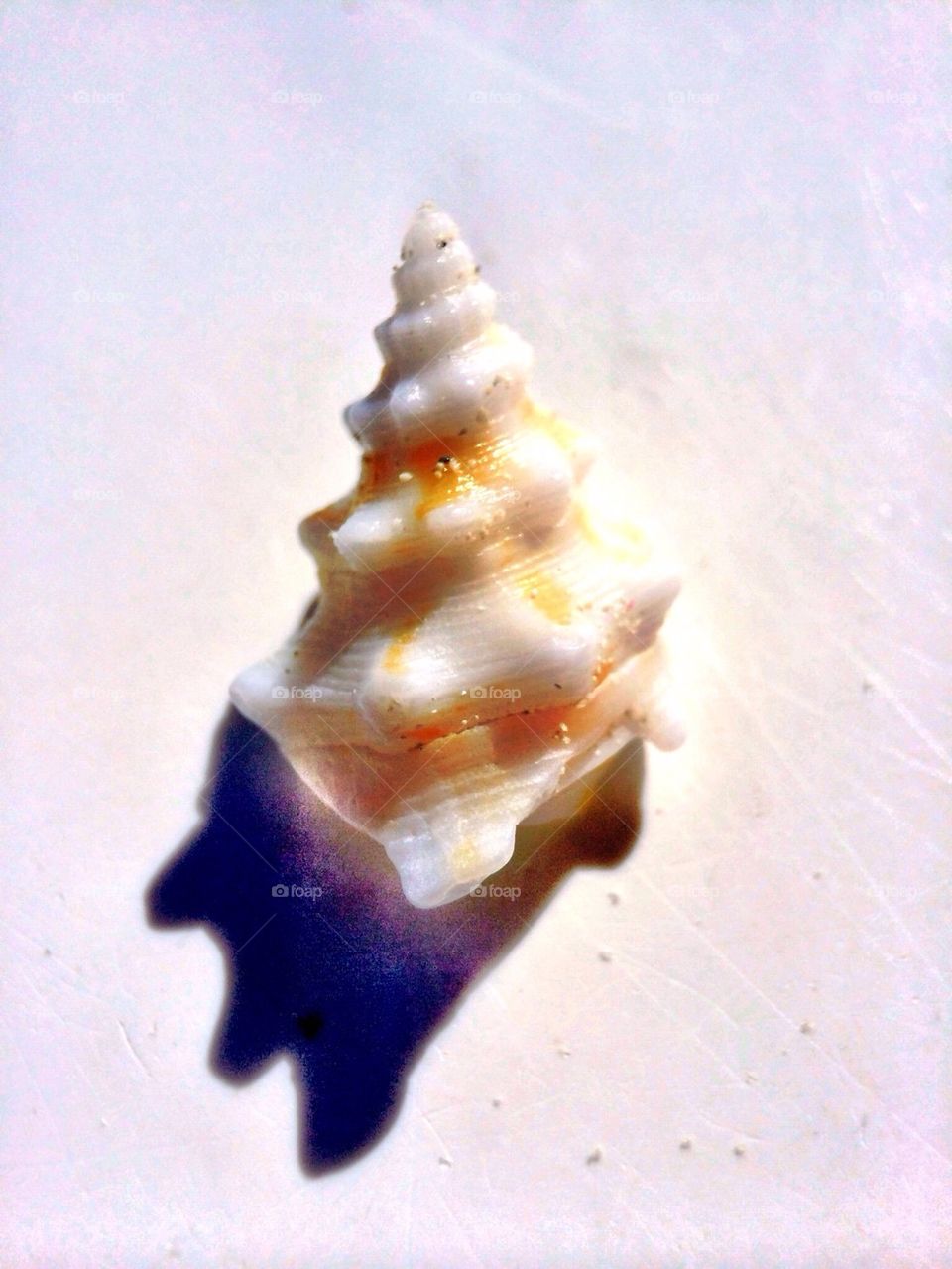 Seashell 