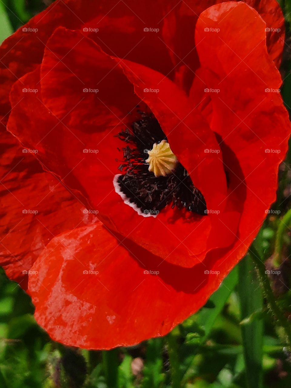 close-up  of red wild poppy