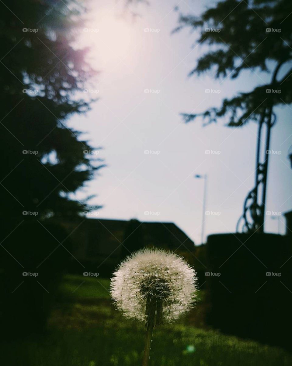 dandelion