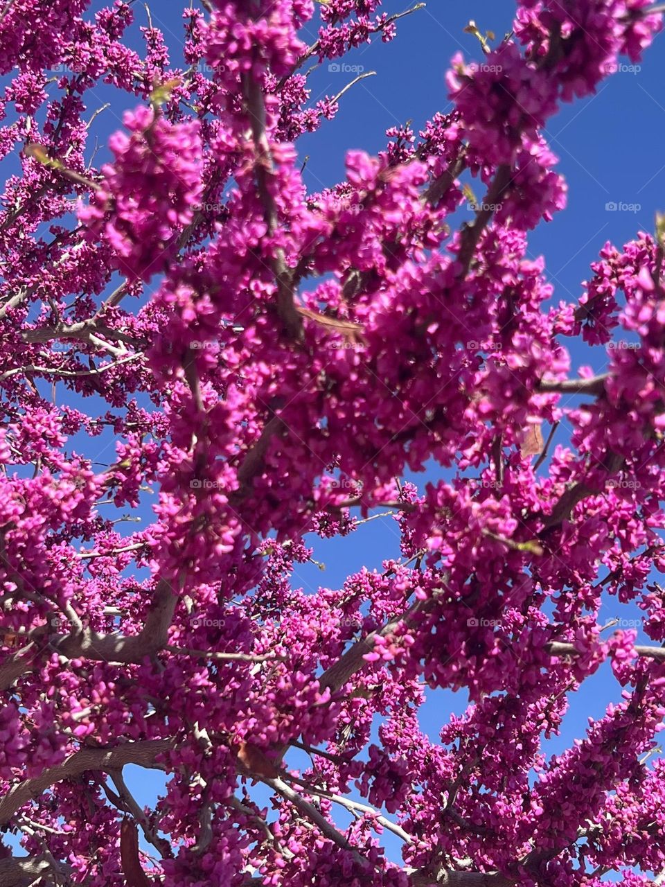 Purple Flowers