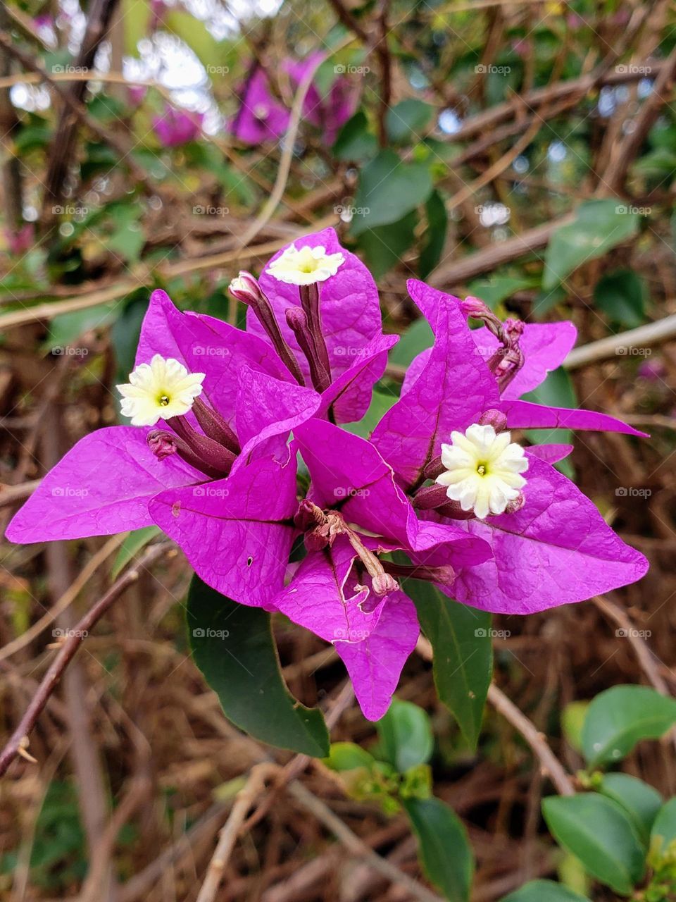 Bougainvillea flower. Found it afternoon while cycling.
March 27, 2023
12:39pm