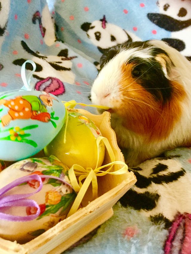 Easter time celebration and decoration 
