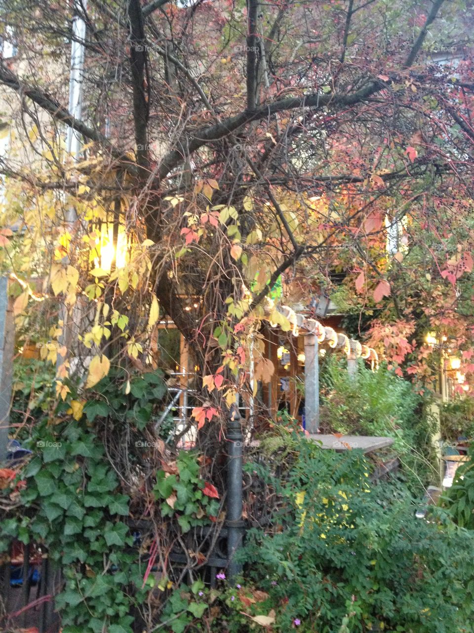 Café behind foliage