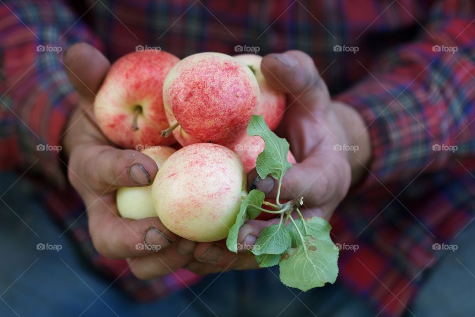 male hands with apple