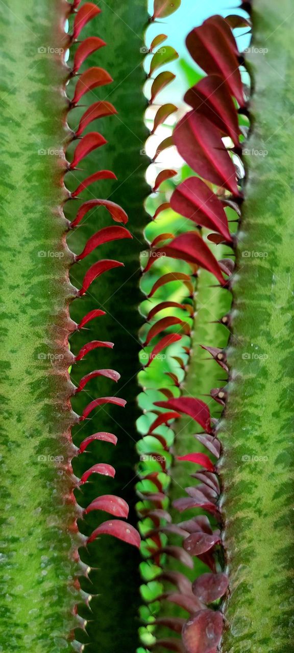 A type of cactus that can be taller than you!