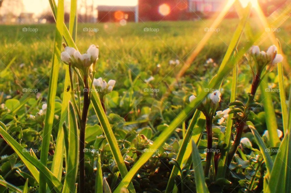 Macro from the ground toward the sun. 