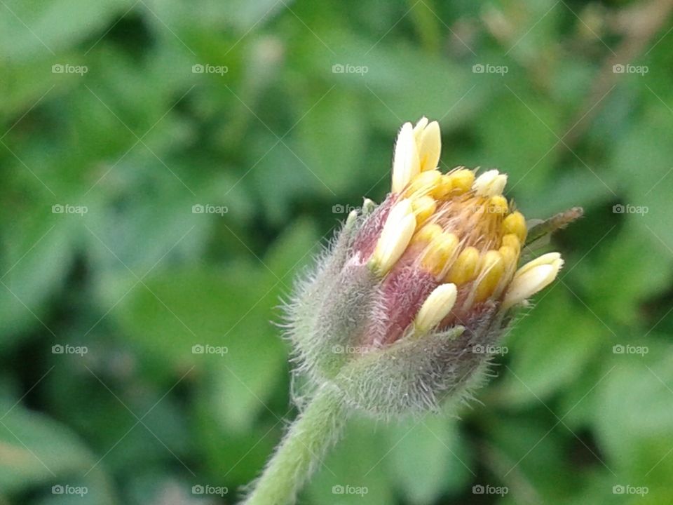 flower. flower yellow