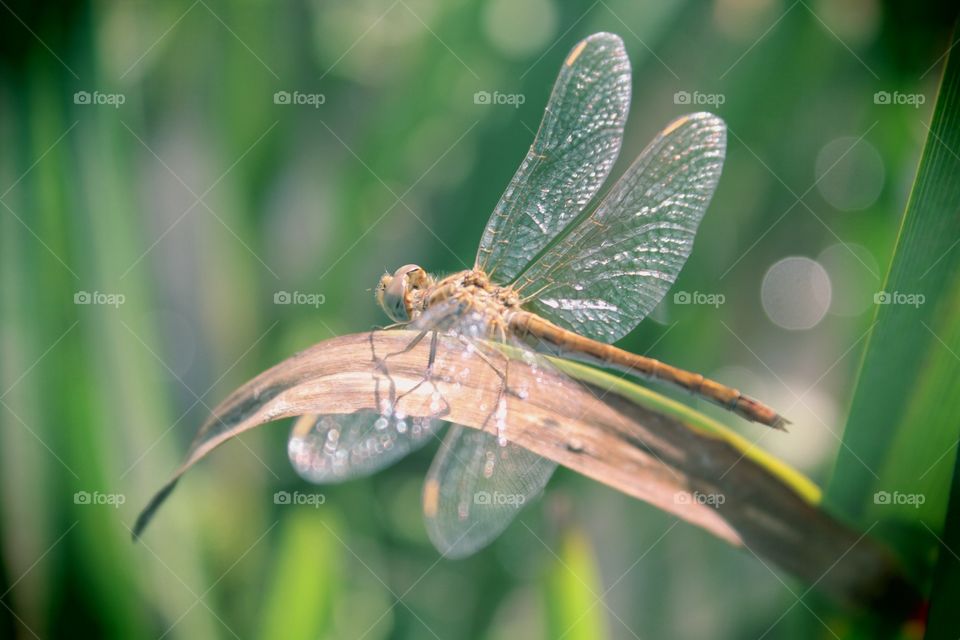 Стрекоза/dragonfly 