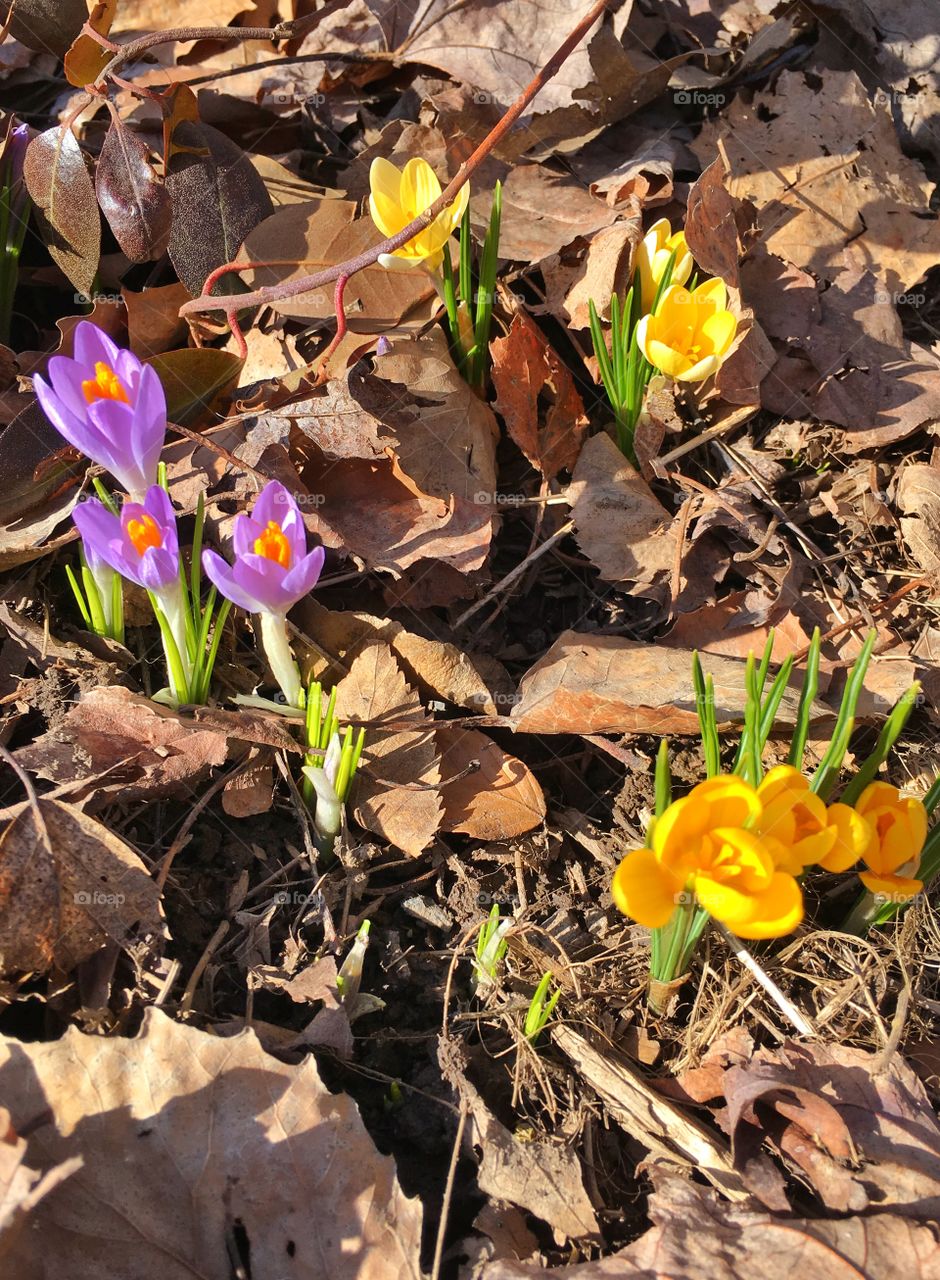 Crocus family