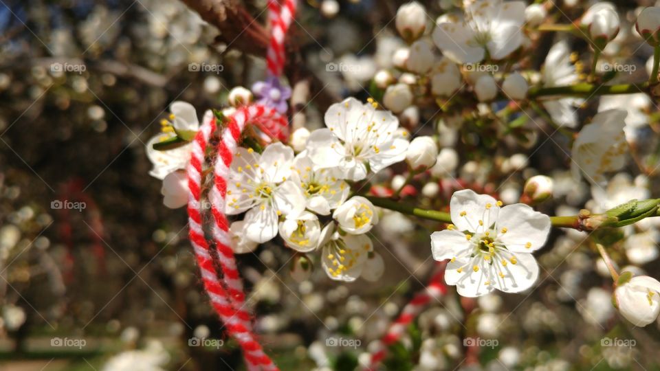 Traditional Bulgarian martenitza on a blossoming tree