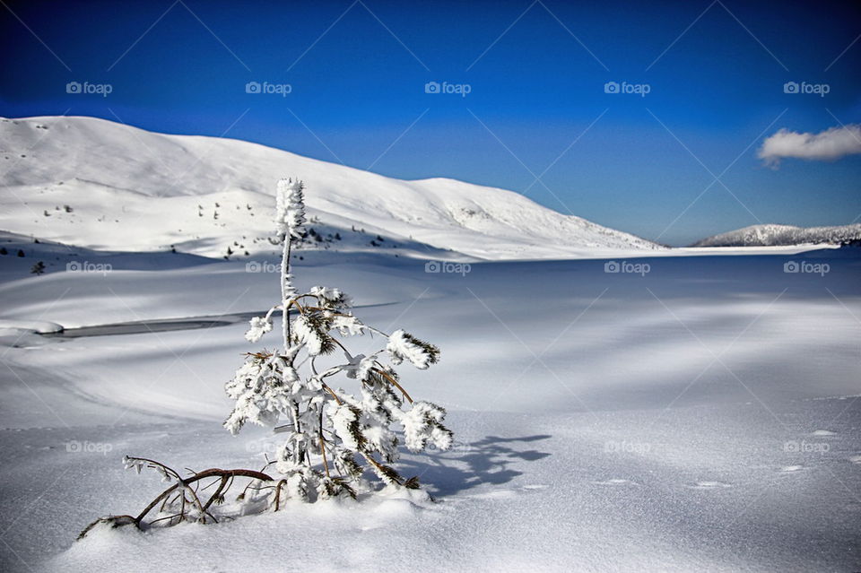 Snow covered on plant