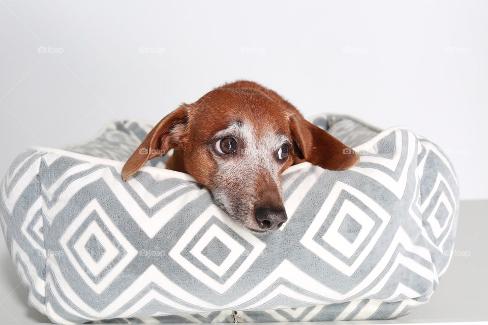 Flaca the Dachshund in her dog bed