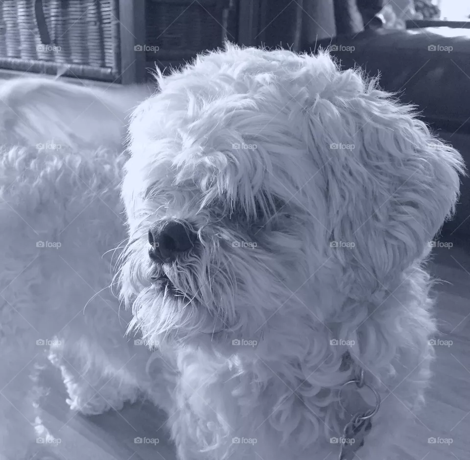 Shitzu dog 