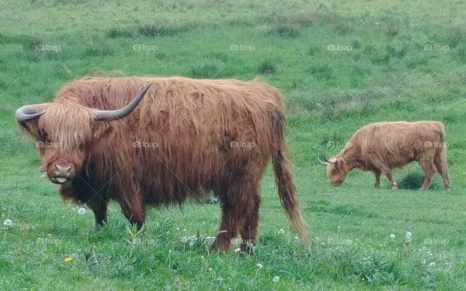 schottisches highland rind cow kuh Hörner