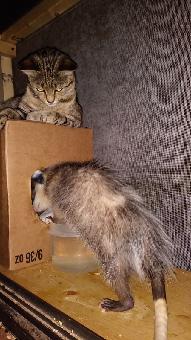 Carolina and opossum