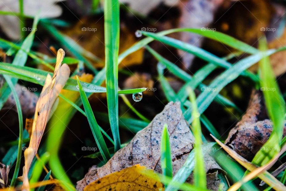 dew drop on the grass