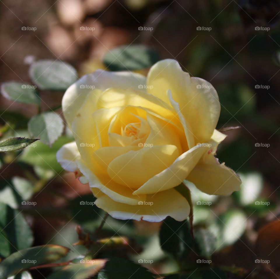 Small yellow rose blooming 