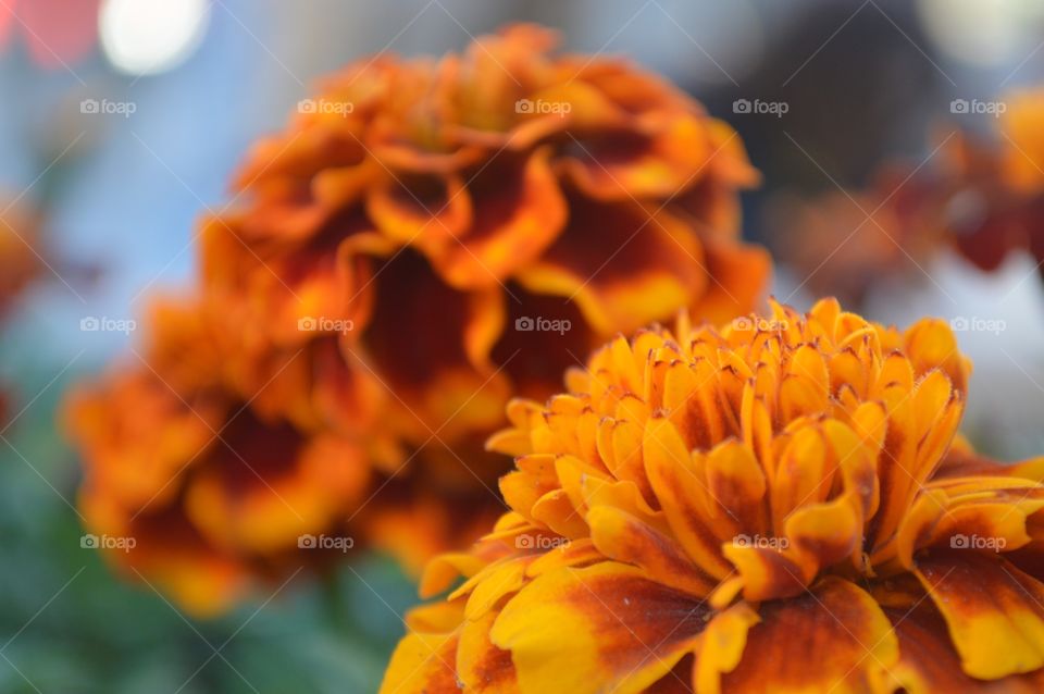Beautiful flower closeup 