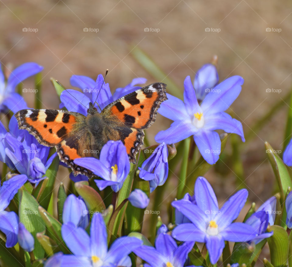 butterfly flower spring