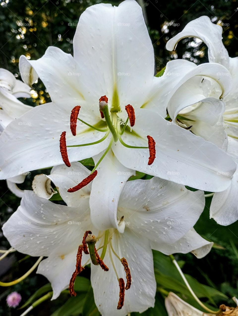 White Lilly Closeup