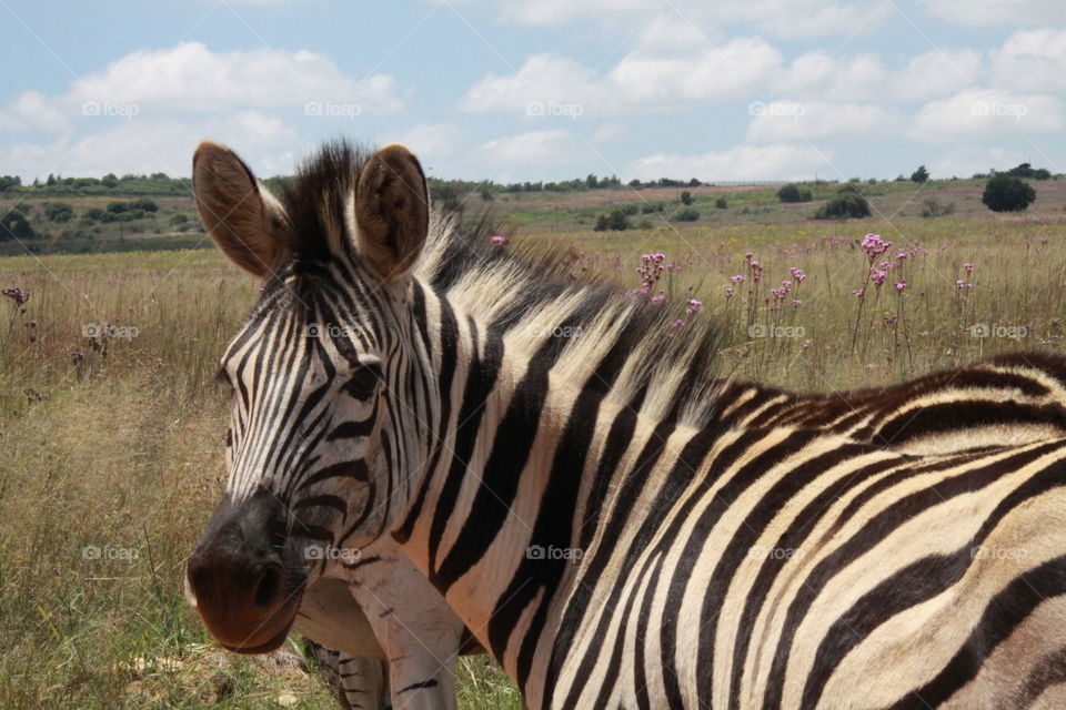 Zebra