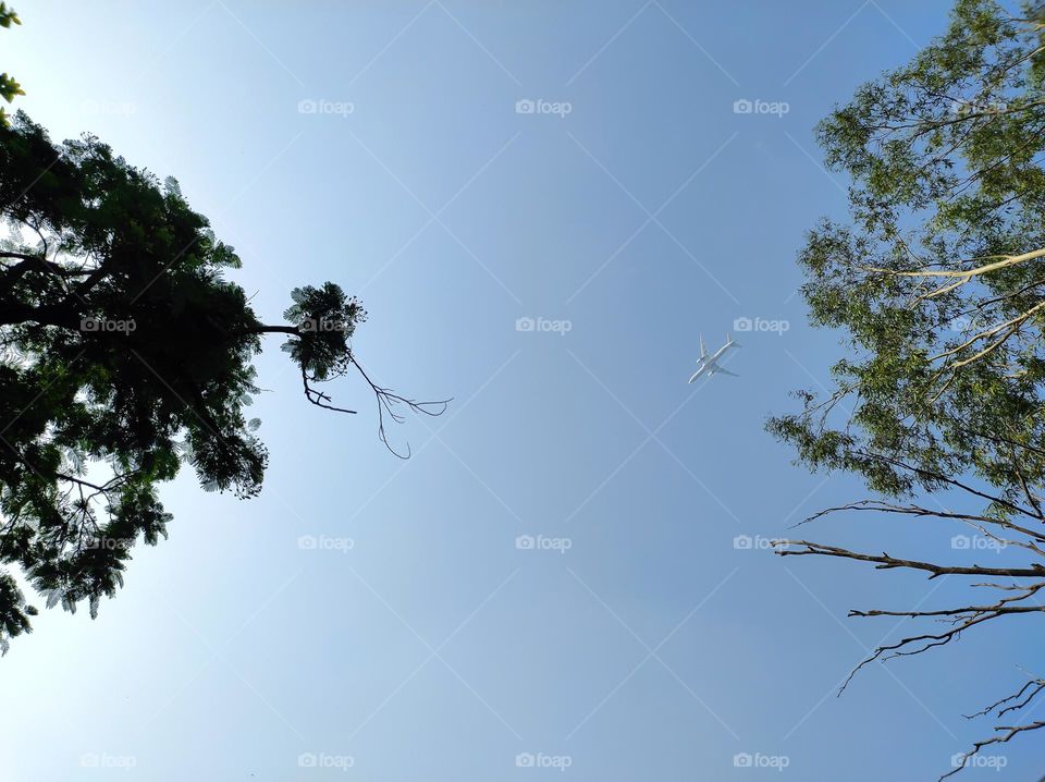 Blue sky with tree branches and air plane