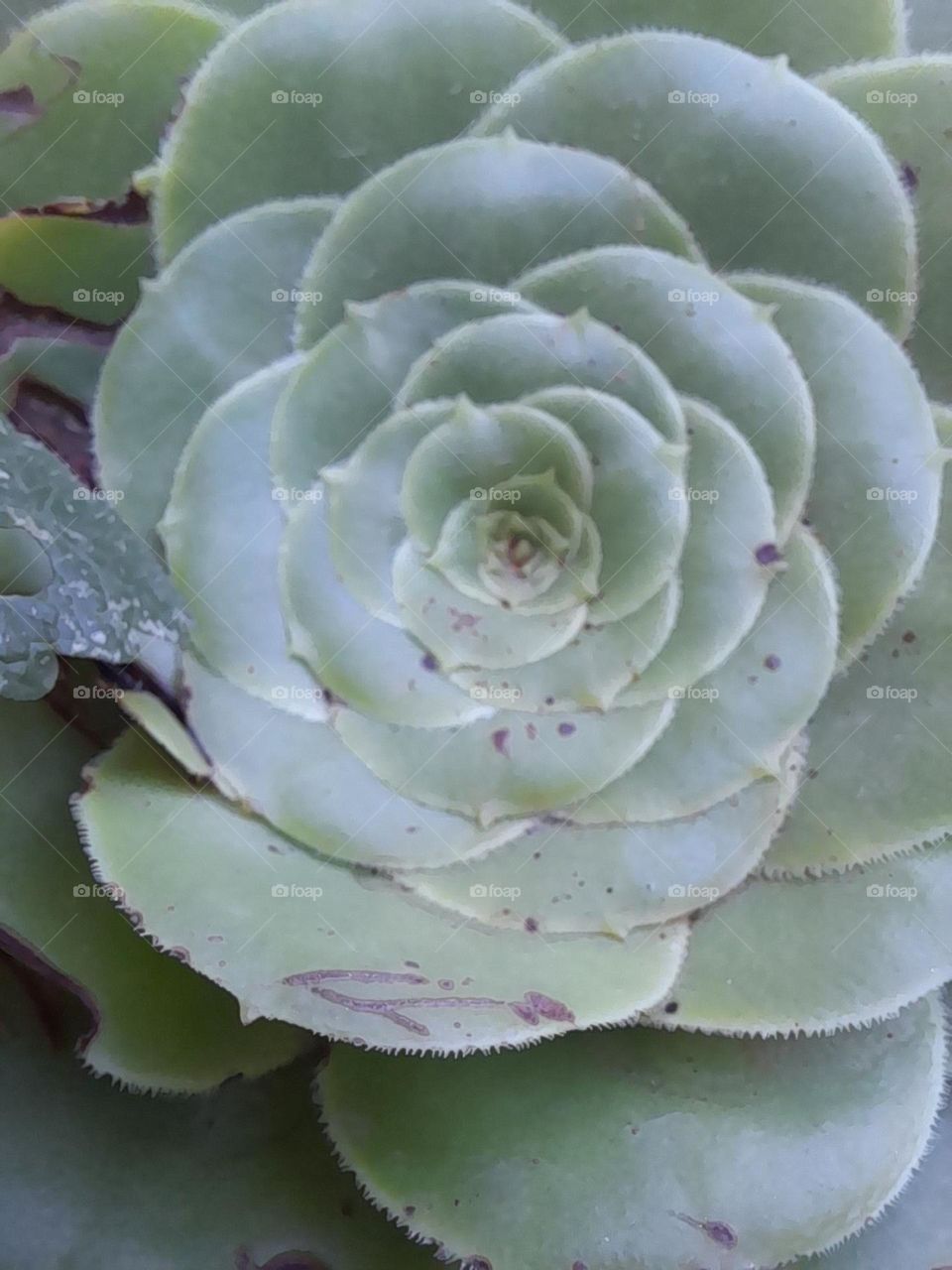 succulent