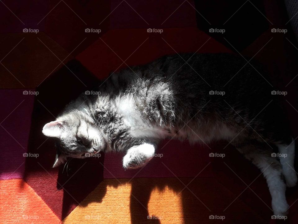 George, our three legged cat, sunbathing