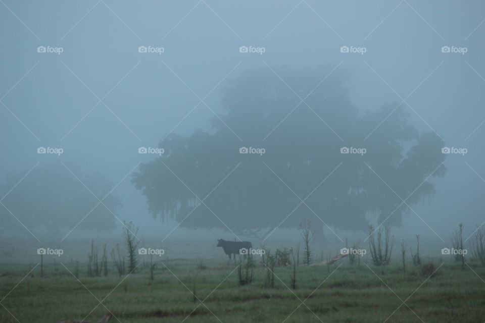 Cow under huge oak tree on foggy morning