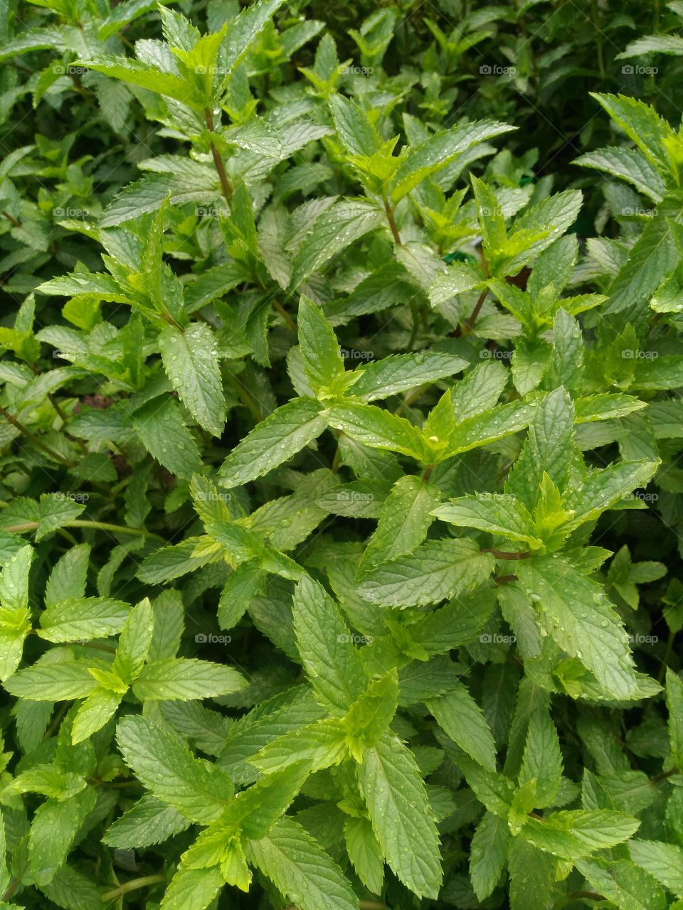 mentha arvensis plant