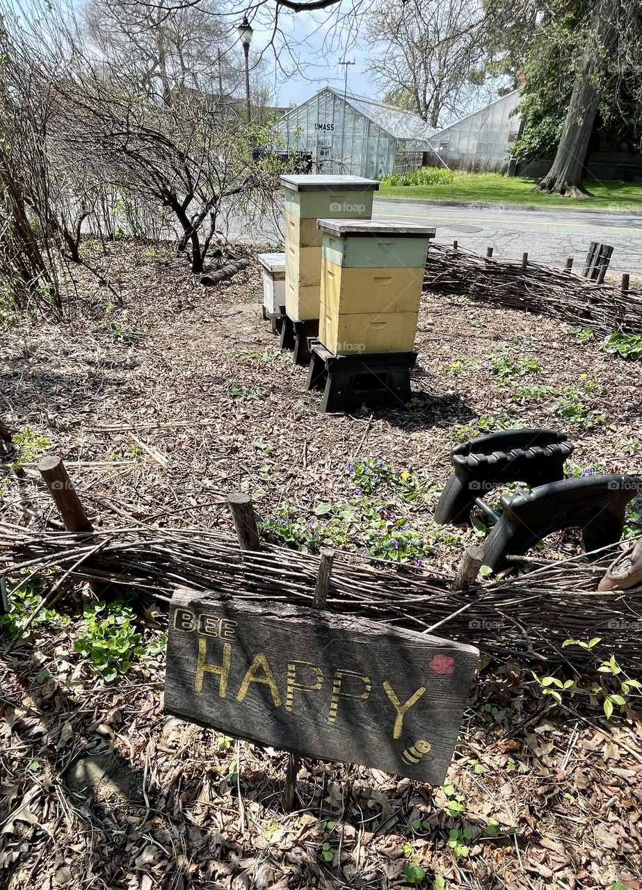 A tranquil early spring scene with bee hives lined up in a field of budding flowers, the "Bee Happy" sign standing bright and welcoming, as the quiet stillness of nature hints at the busy activity hidden within the hives.