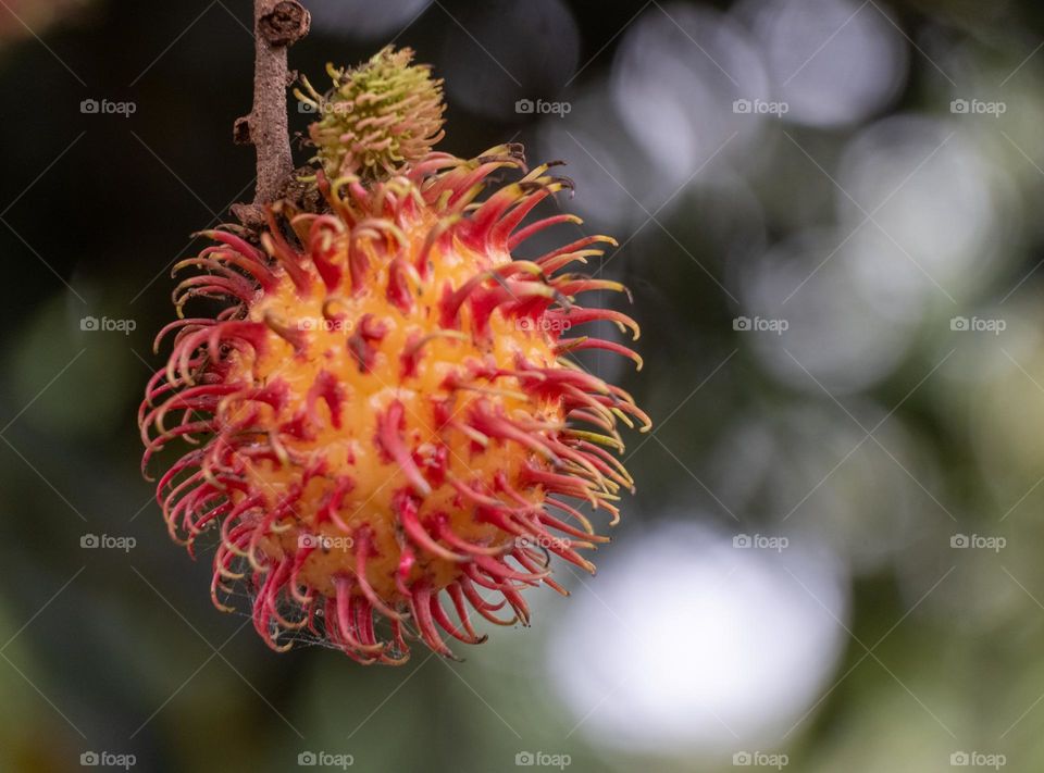 Close up Rambutan fruits