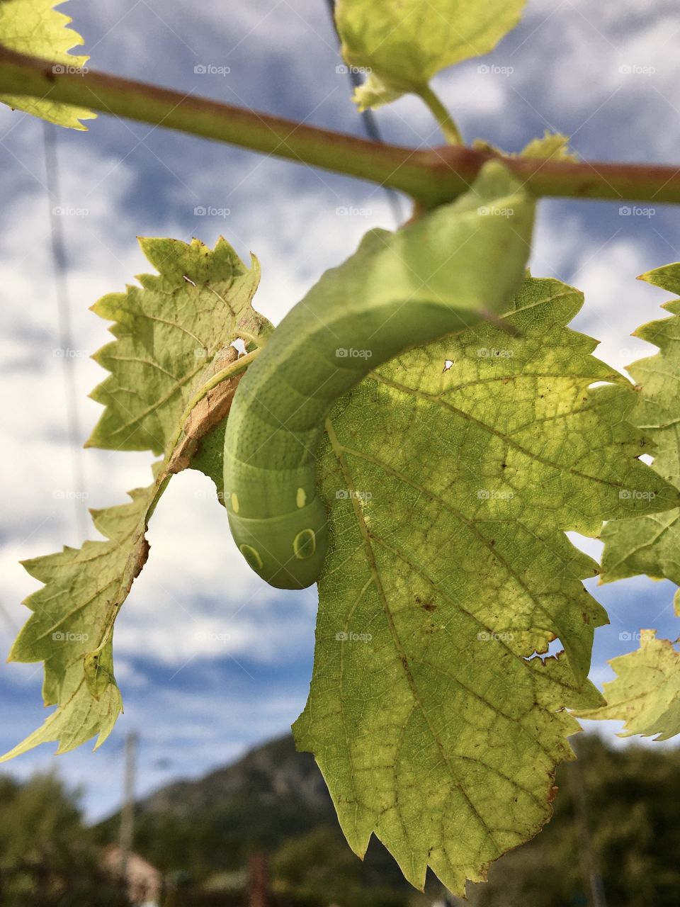 green caterpillar eating an autumn vine leaf