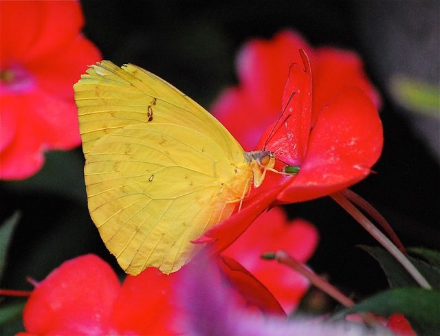 butterfly