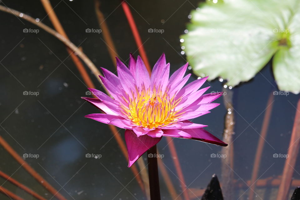 Exceptional pinkish tone water lily at Pattaya Thailand 