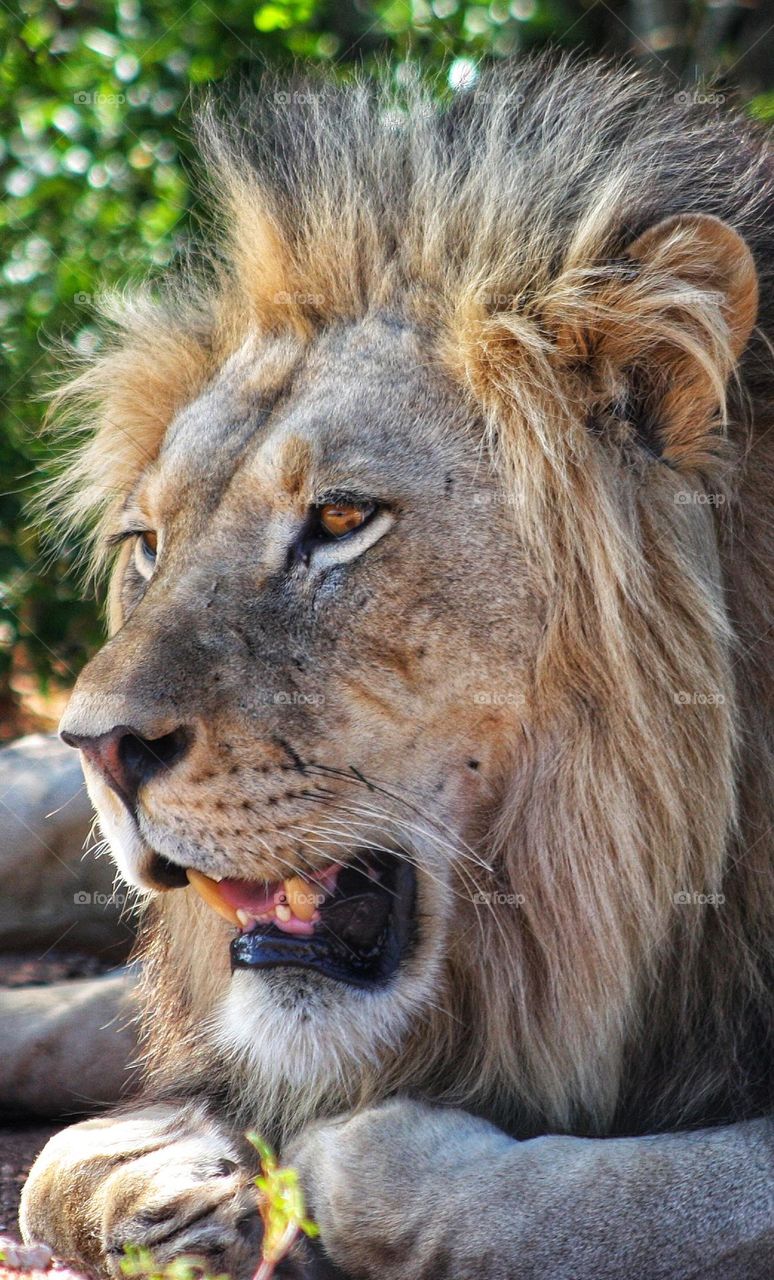 powerful male lion. Addo national park. South Africa.