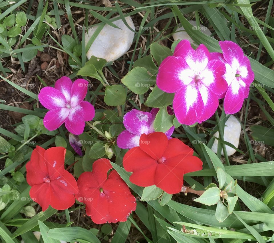 🌹 🇺🇸 Very beautiful flowers to brighten our day.  Live nature and its beauty. Did you like the delicate petals? / 🇧🇷 Flores muito bonitas para alegrar nosso dia. Viva a natureza e sua beleza. Gostaram das pétalas delicadas? 