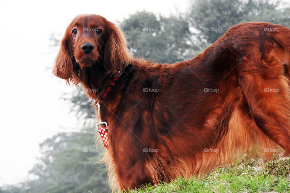 my Irish setter!!!