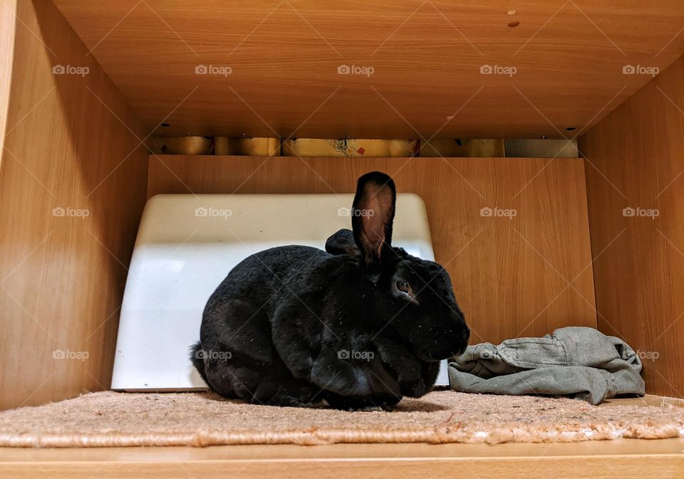 portrait of a domestic black rex rabbit