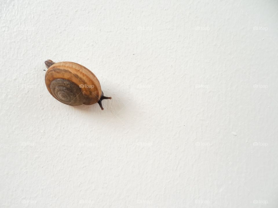 macro picture of snail on the wall
