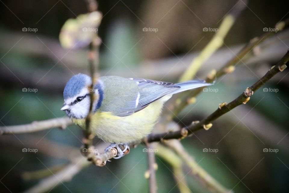 Blue tit 