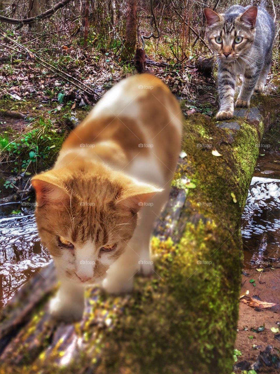 Cat Crossing 