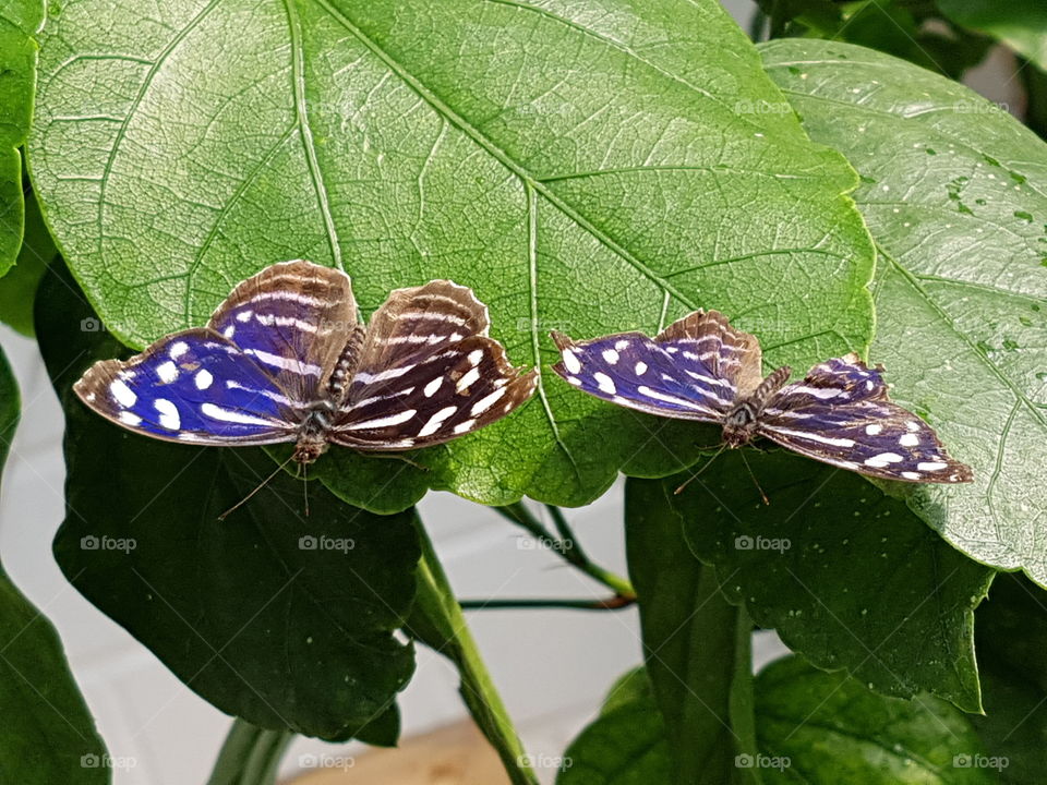 Blue butterflies on leaves