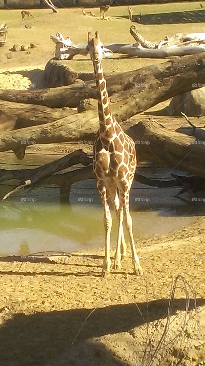 Giraffe. A fellow at the Dallas Zoo