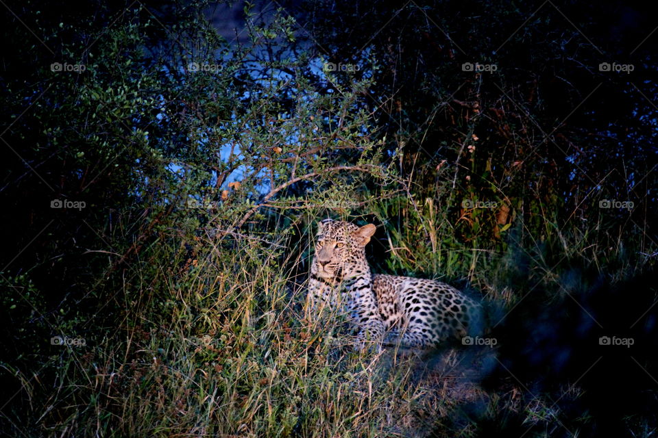 Leopard . South African wild leopard 