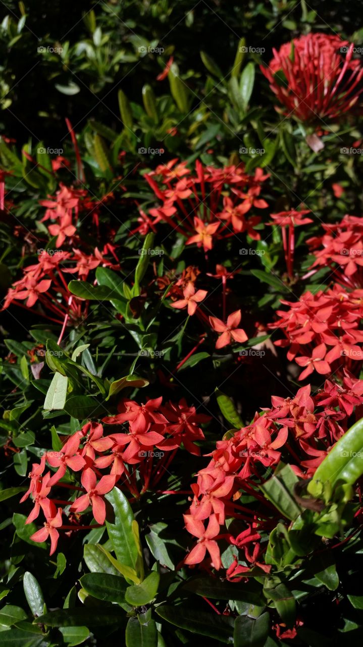 Red flowers