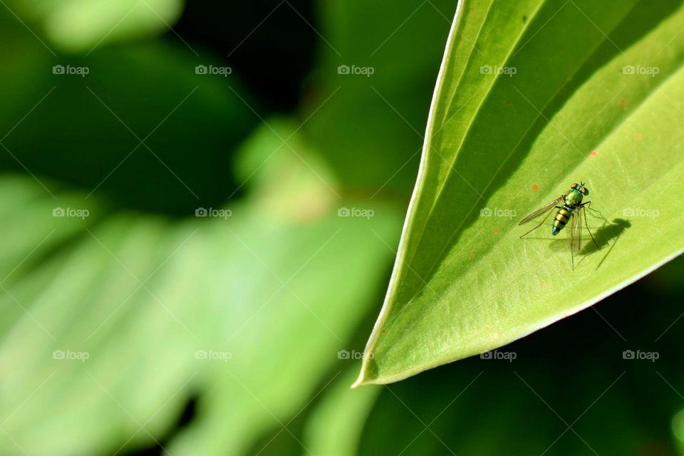 Little Green Story