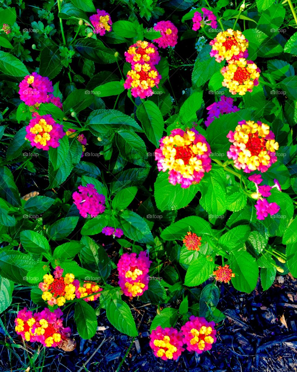 My neighbor’s beautiful blooming garden in summer 