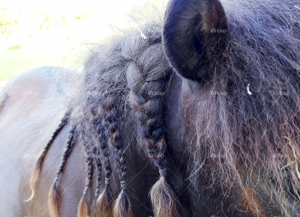 braided horse