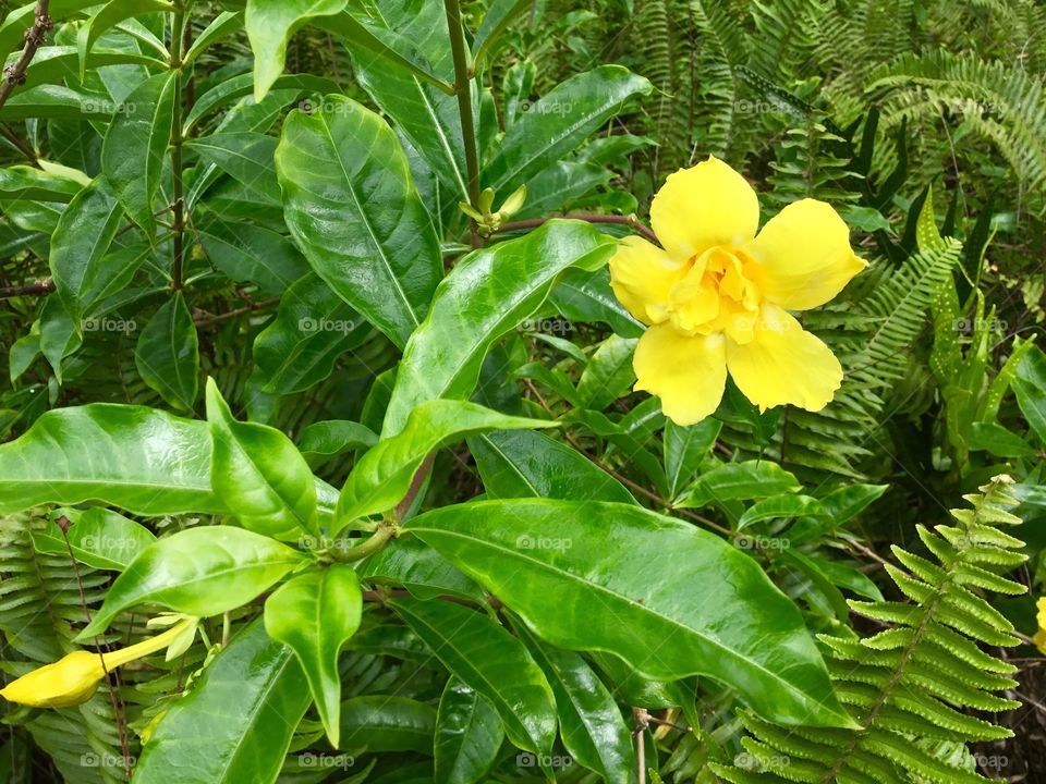 Yellow flower in a bed of green